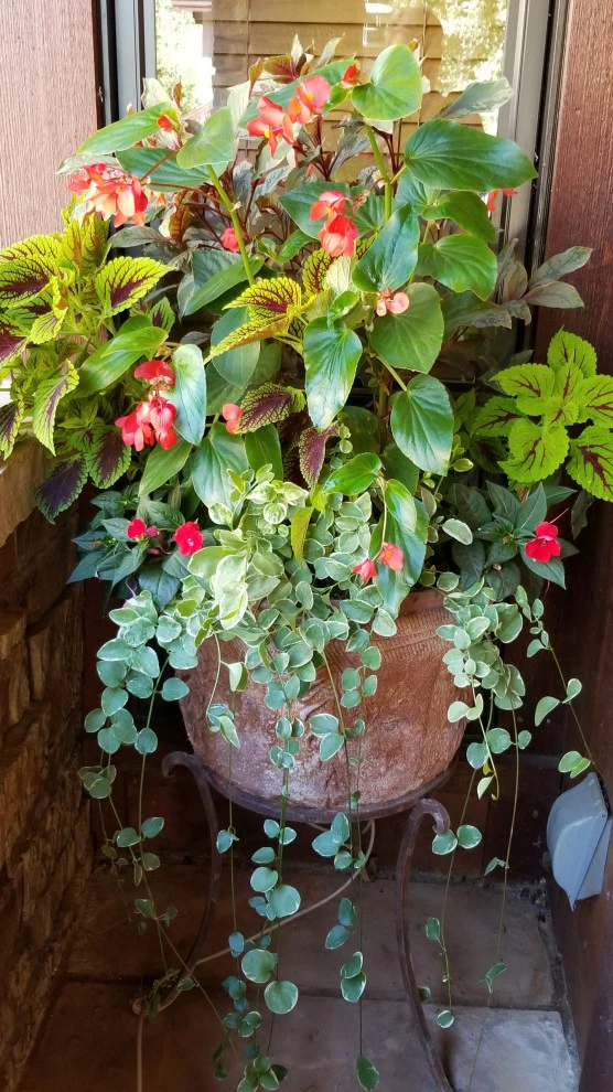 Container Gardens by Earth Songs Gardening - Photo 6