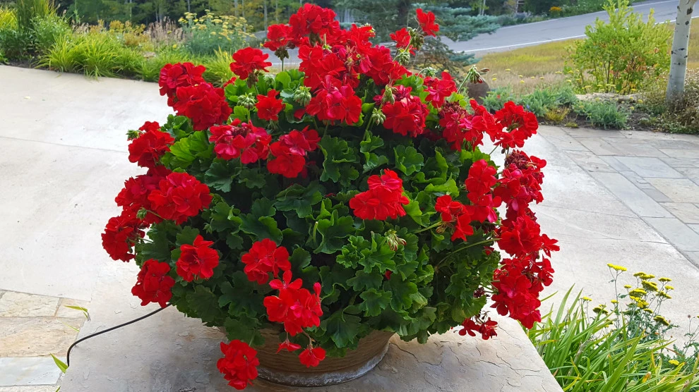 Container Gardens by Earth Songs Gardening - Photo 4
