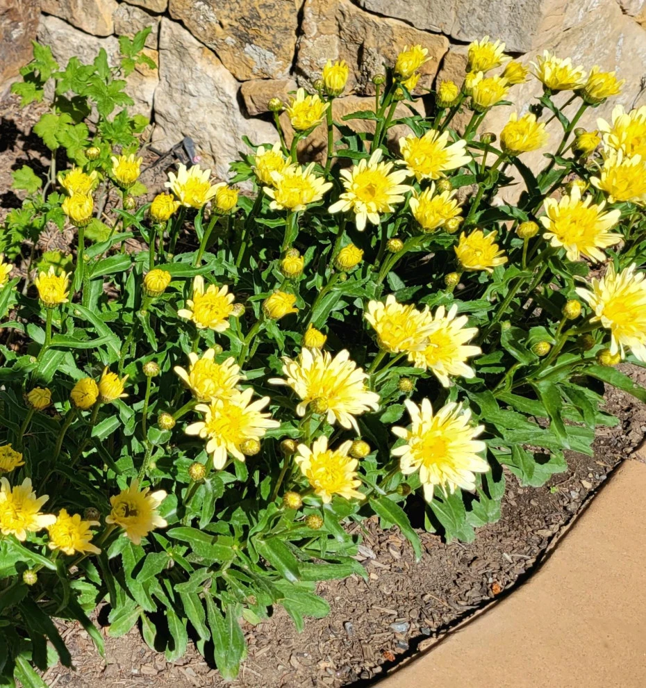 2024 Landscape Season by Earth Songs Gardening - Photo 16