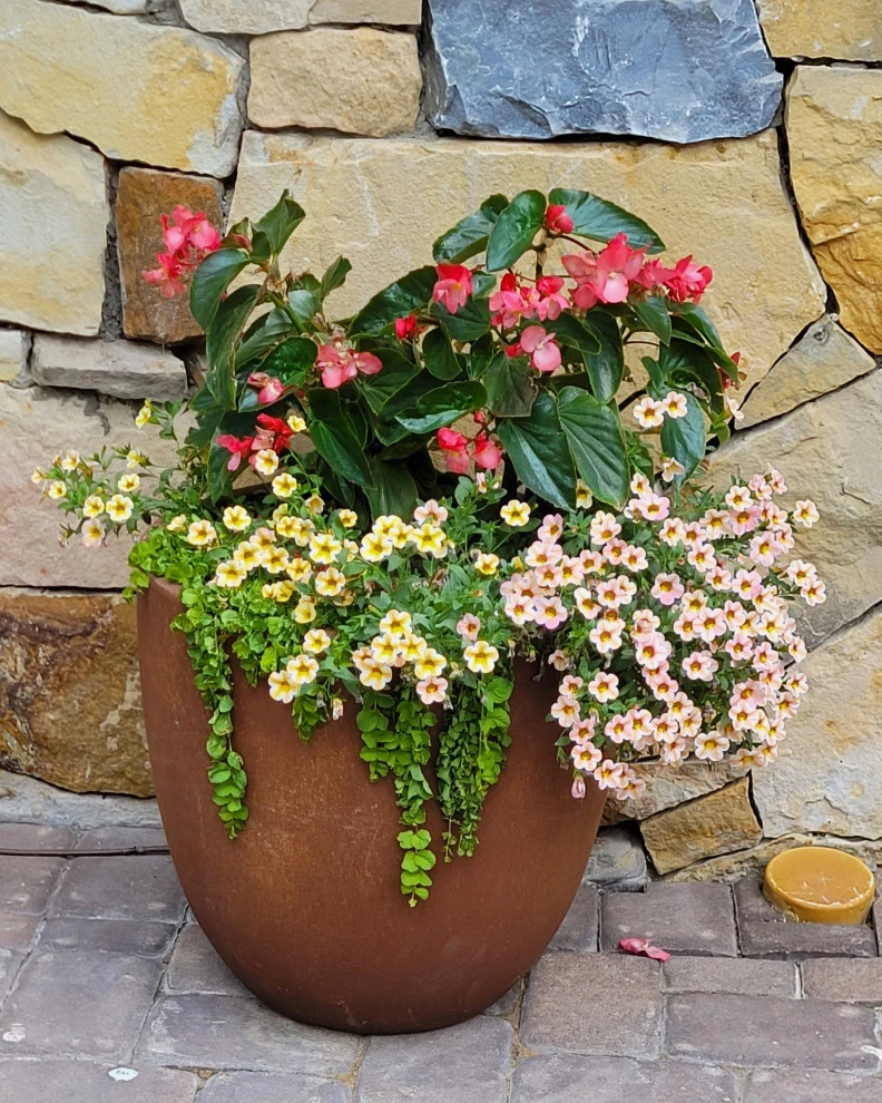 Container Gardens 2023 by Earth Songs Gardening - Photo 18