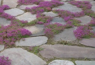 Earth Songs Gardening - Photo 5