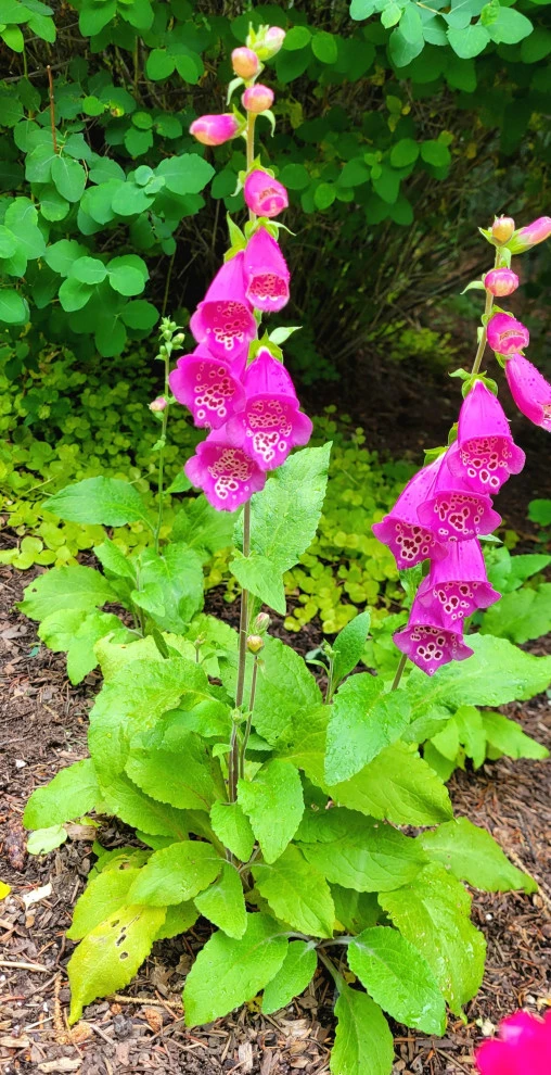 2024 Landscape Season by Earth Songs Gardening - Photo 31