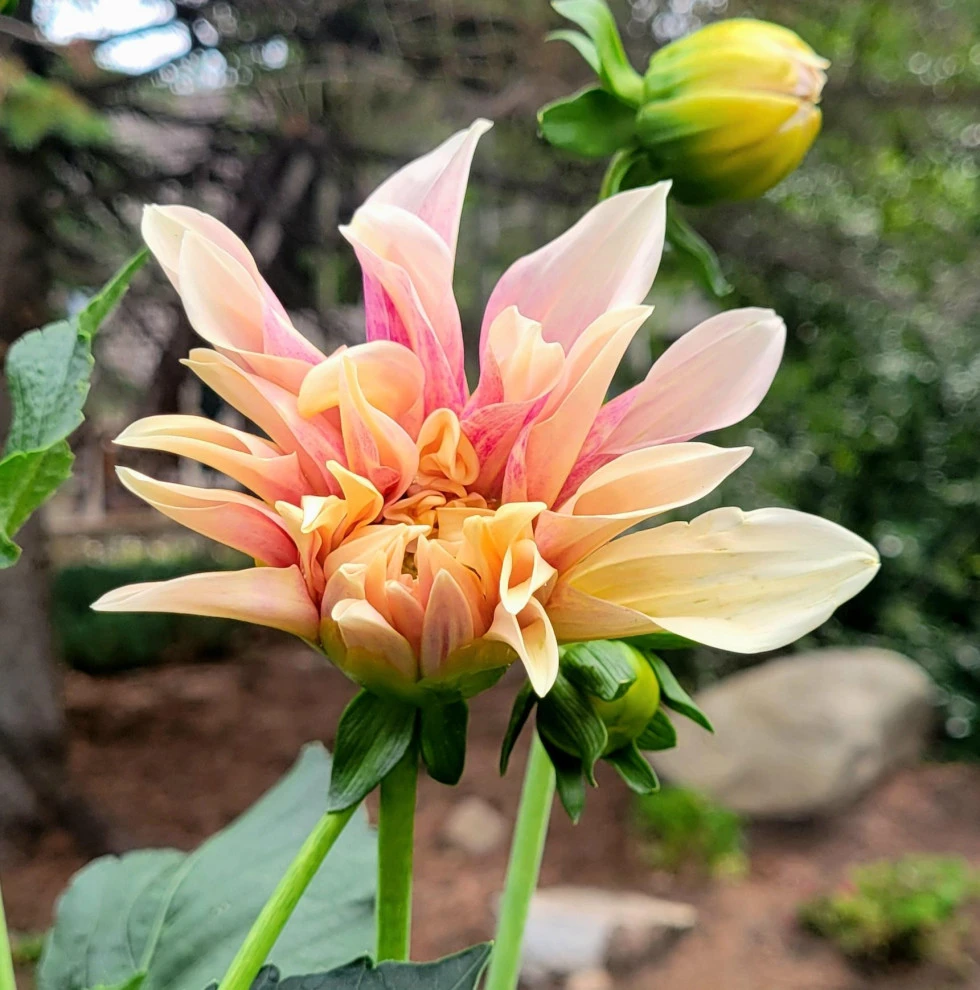 2024 Landscape Season by Earth Songs Gardening - Photo 18