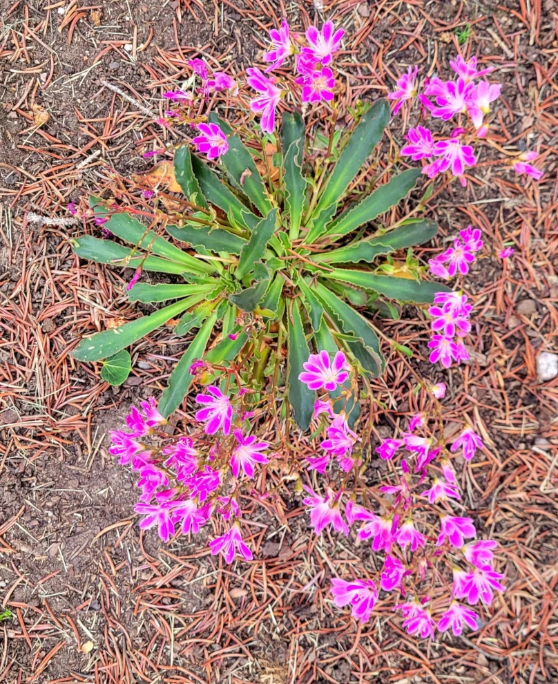 2024 Landscape Season by Earth Songs Gardening - Photo 21