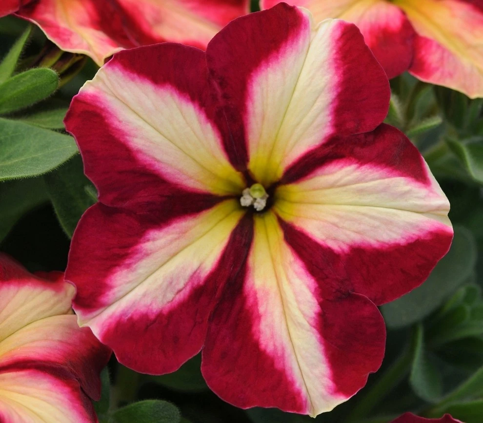 container garden plants by Earth Songs Gardening - Photo 3
