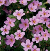 container garden plants by Earth Songs Gardening - Photo 5