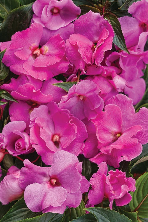 container garden plants by Earth Songs Gardening - Photo 2