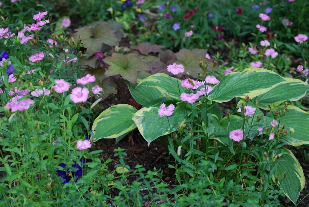 shade by Earth Songs Gardening - Photo 8