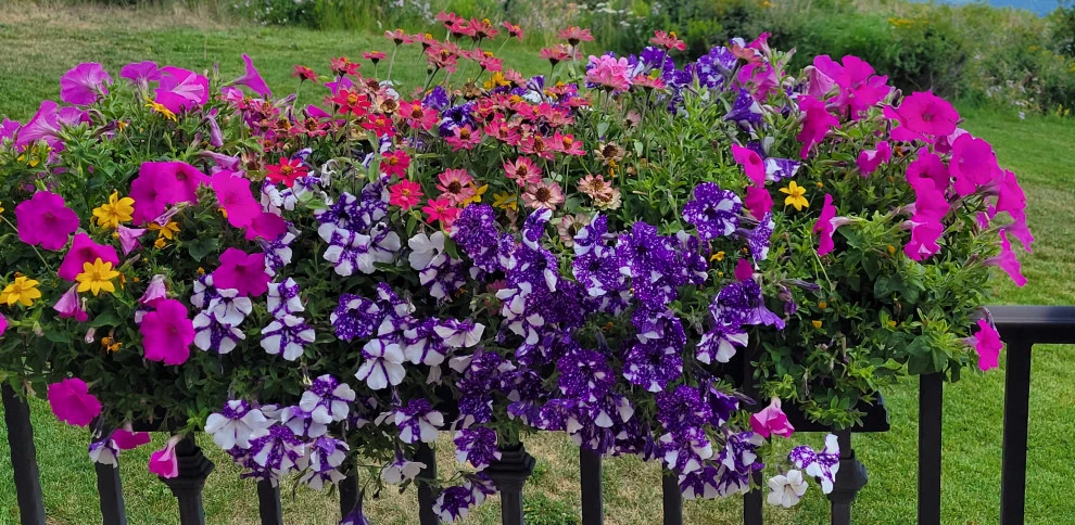 Container Gardens 2023 by Earth Songs Gardening - Photo 2