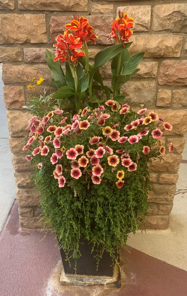 Container Gardens 2023 by Earth Songs Gardening - Photo 13