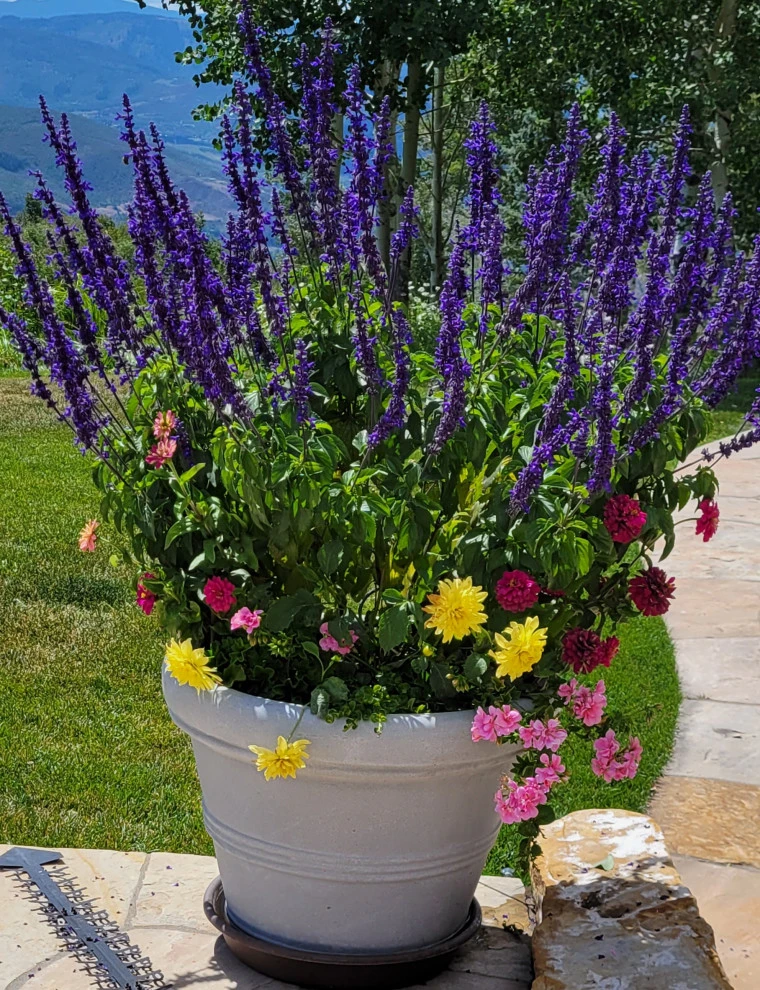 Container Gardens 2023 by Earth Songs Gardening - Photo 15