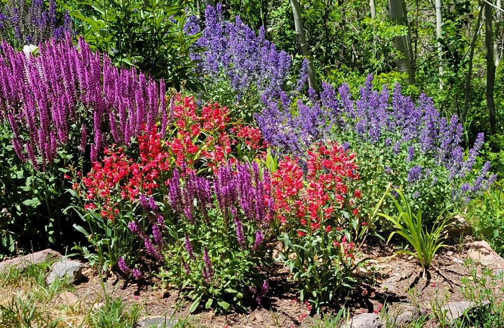 Gardens 2023 by Earth Songs Gardening - Photo 7
