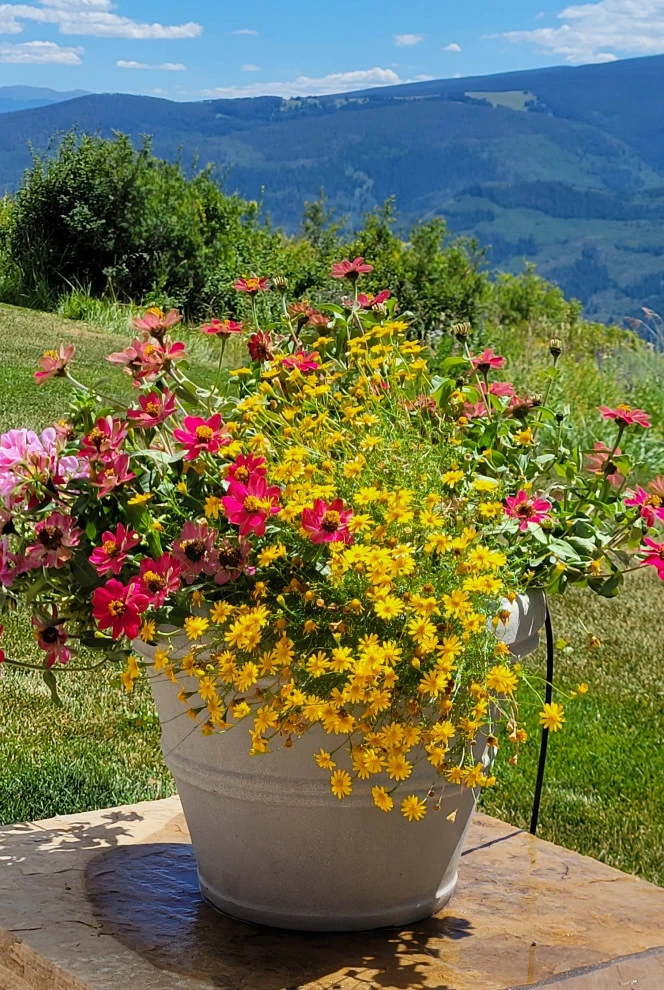 Container Gardens 2023 by Earth Songs Gardening - Photo 8