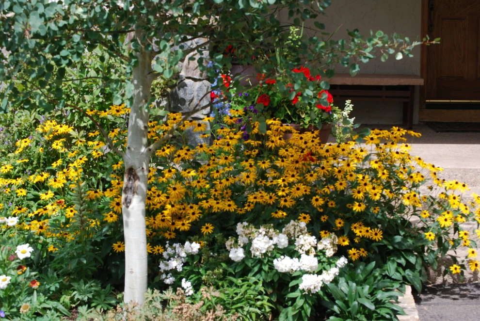 Edwards, CO garden remodel by Earth Songs Gardening - Photo 2