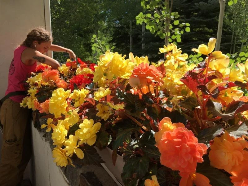 Container Gardens 2022 by Earth Songs Gardening - Photo 7