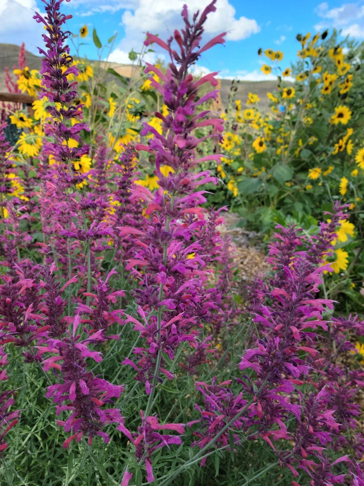 2024 Landscape Season by Earth Songs Gardening - Photo 11