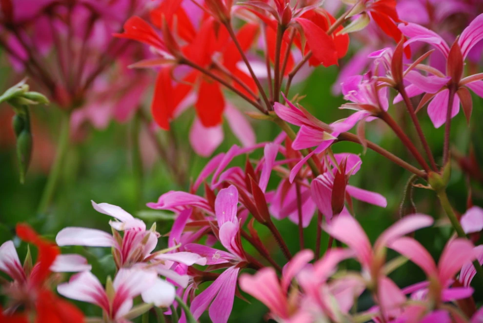 container garden plants by Earth Songs Gardening - Photo 4