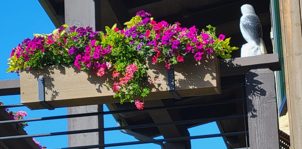 Container Gardens 2023 by Earth Songs Gardening - Photo 14