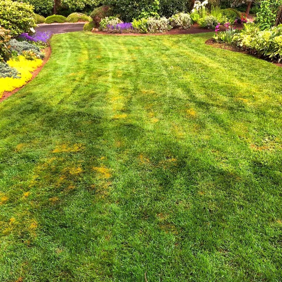 My Portfolio by Evergreen Coast Lawn Care - Photo 12
