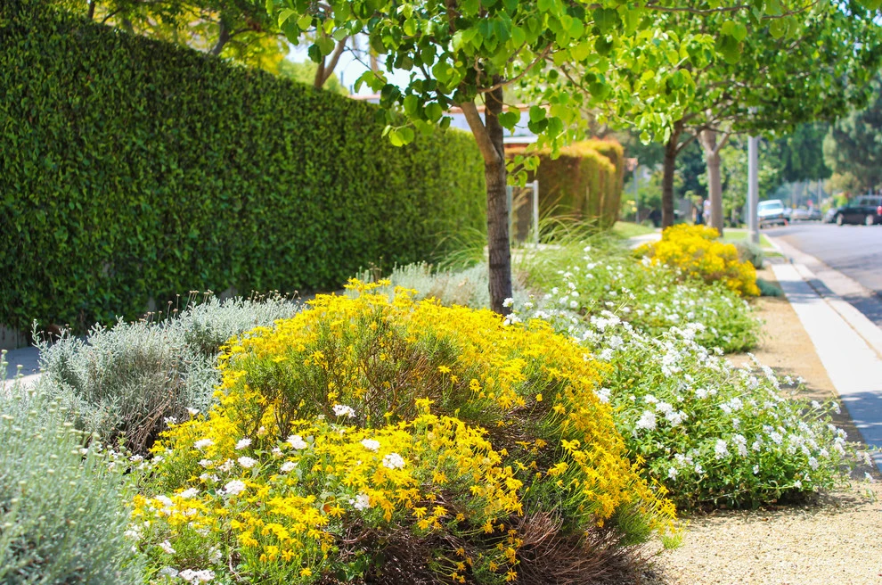 Drought-TolerANT yard by Flores Artscape, Inc. - Photo 7