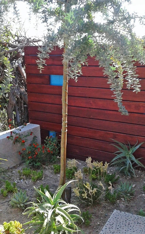 Low-Maintenance Landscape Elements by Flores Artscape, Inc. - Photo 8