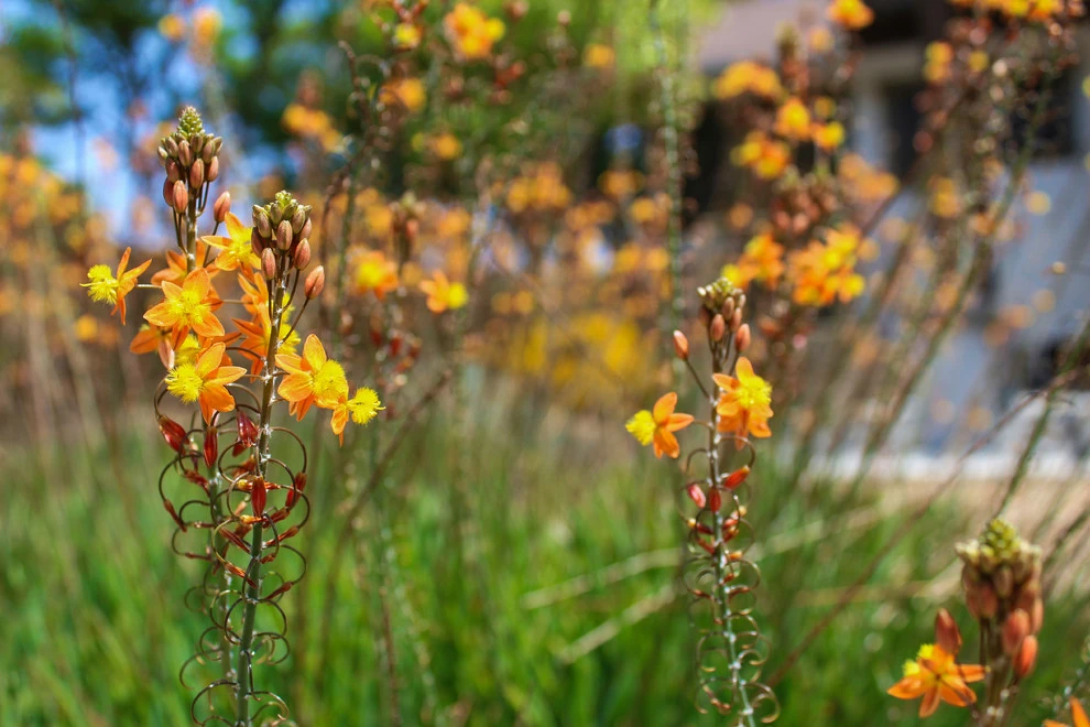 Drought-TolerANT yard by Flores Artscape, Inc. - Photo 2