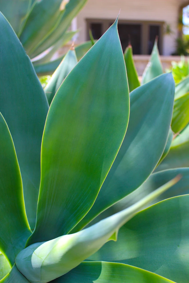 Drought-TolerANT yard by Flores Artscape, Inc. - Photo 8