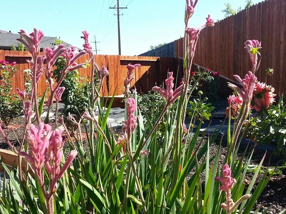 North Chico Home - Ongoing Interior and Landscape Design by Design SI - Photo 2