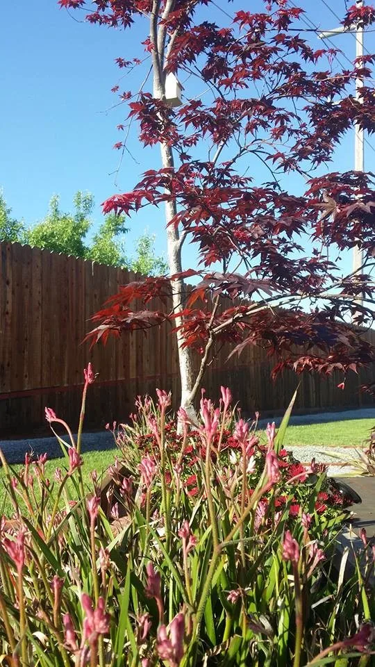 North Chico Home - Ongoing Interior and Landscape Design by Design SI - Photo 5