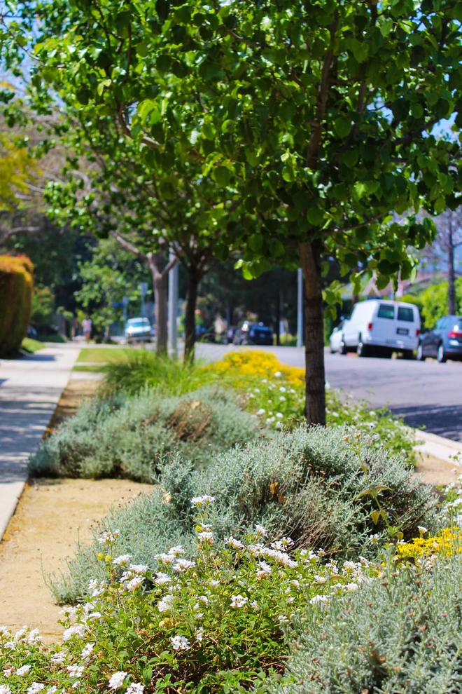 Drought-TolerANT yard by Flores Artscape, Inc. - Photo 6