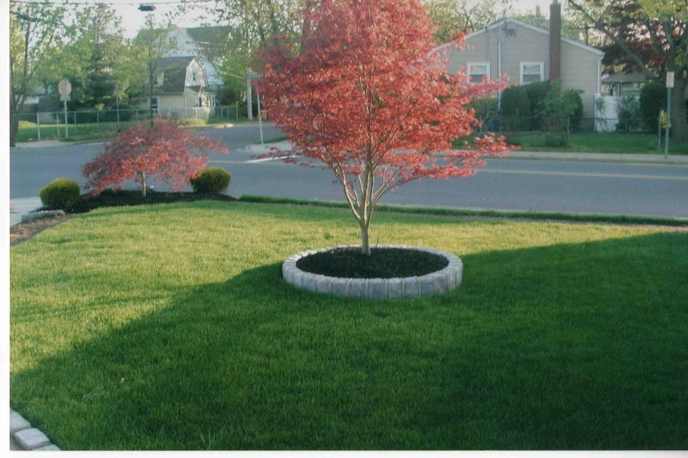 Front Yard landscaping with Belgium Block tree rings by Joseph Matthew Landscape Inc Design & Build - Photo 2
