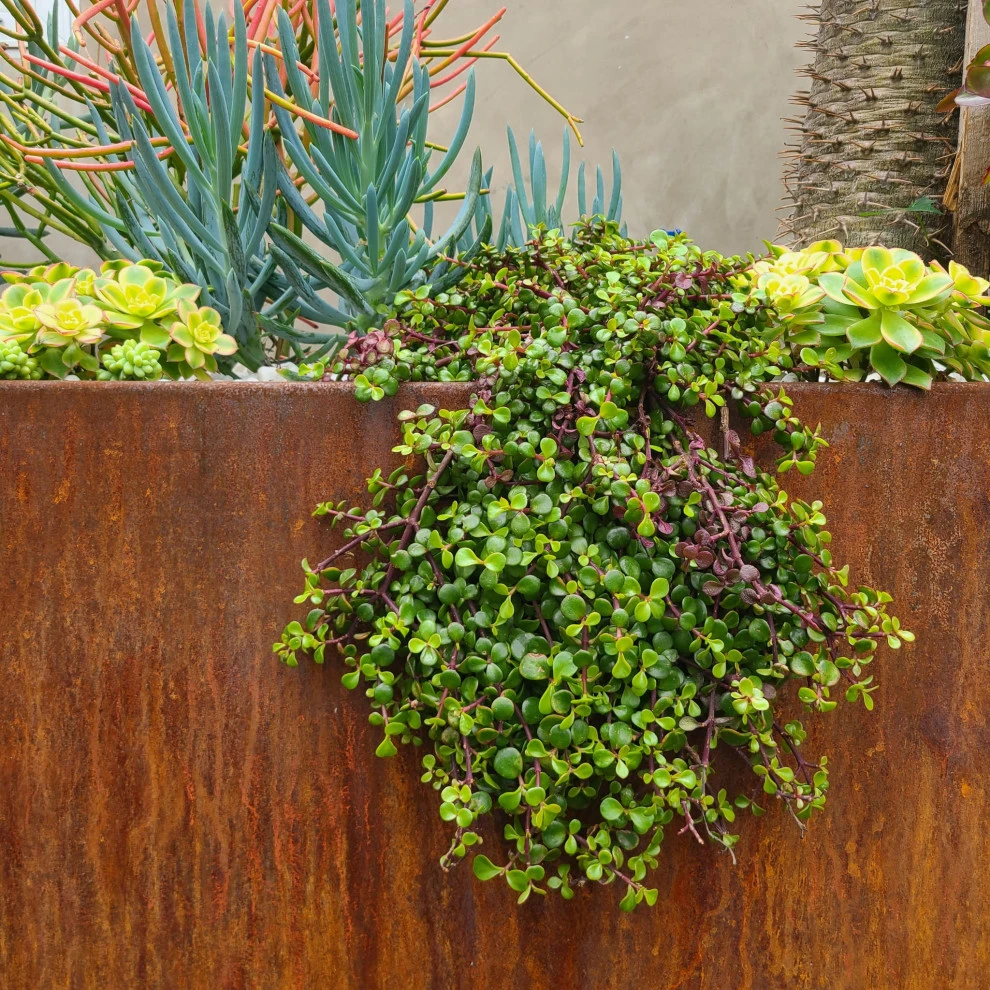 CORTEN STEEL by Roy Altaras Landscape Design And Build - Photo 11