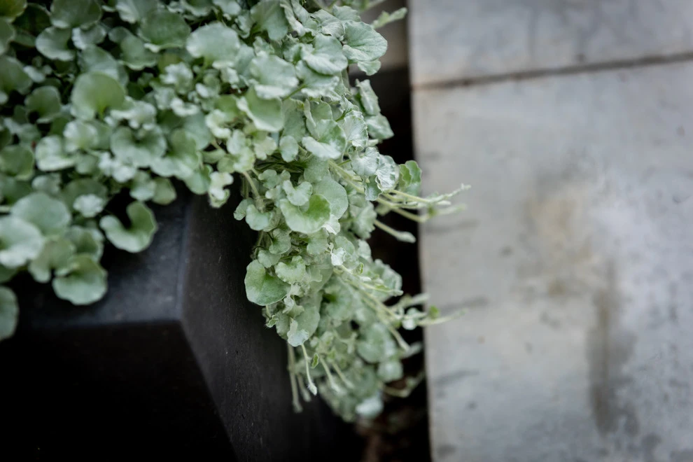 LANDSCAPE AND HARDSCAPE by Roy Altaras Landscape Design And Build - Photo 10