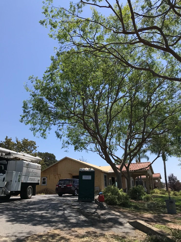 Tree and palm pruning. by San Jose Tree Service & Landscaping - Photo 2