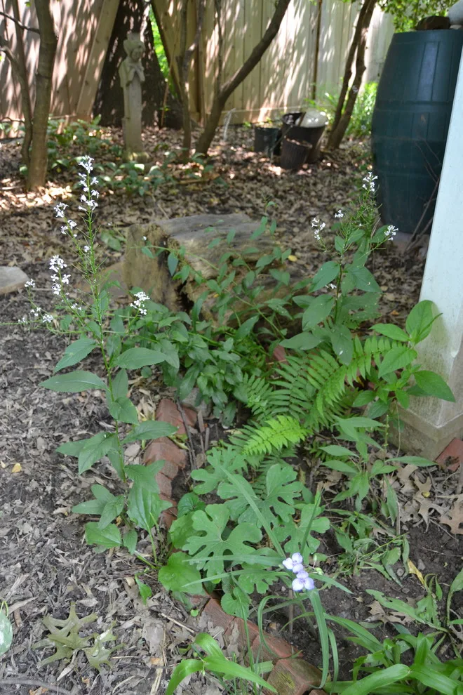 Woodland or Shade Garden DIY by Art & Architecture Inc - Photo 21