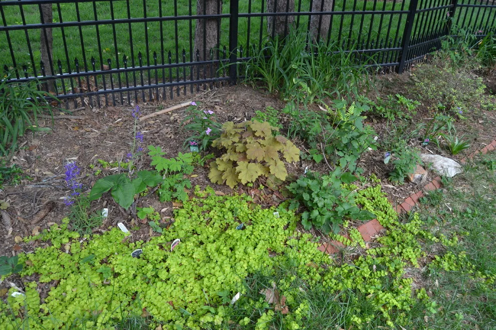 Woodland or Shade Garden DIY by Art & Architecture Inc - Photo 36