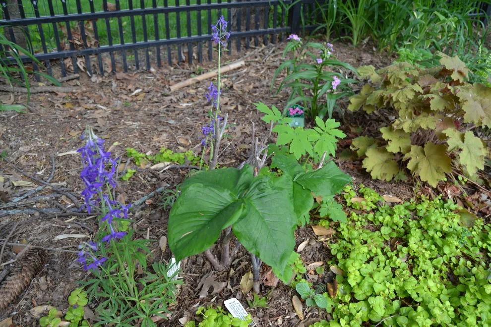 Woodland or Shade Garden DIY by Art & Architecture Inc - Photo 32