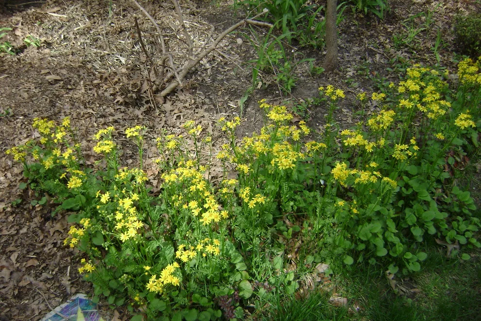 Woodland or Shade Garden DIY by Art & Architecture Inc - Photo 35