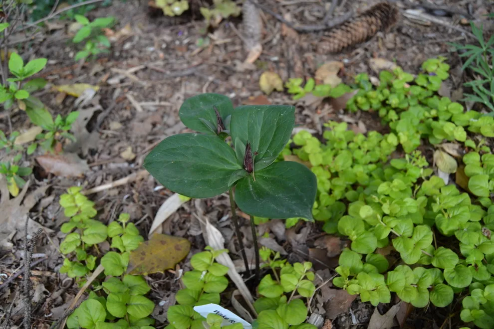 Woodland or Shade Garden DIY by Art & Architecture Inc - Photo 11
