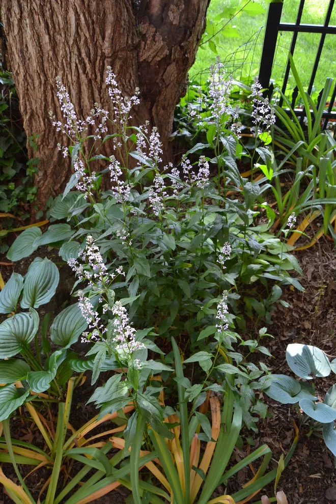 Woodland or Shade Garden DIY by Art & Architecture Inc - Photo 23