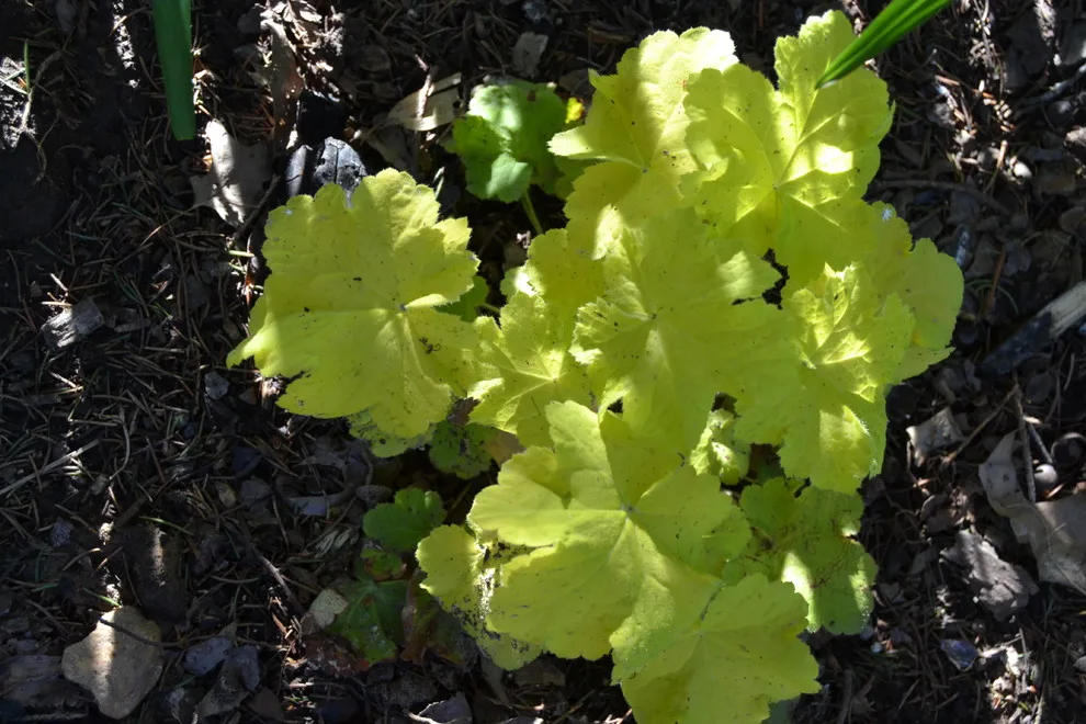 Woodland or Shade Garden DIY by Art & Architecture Inc - Photo 43