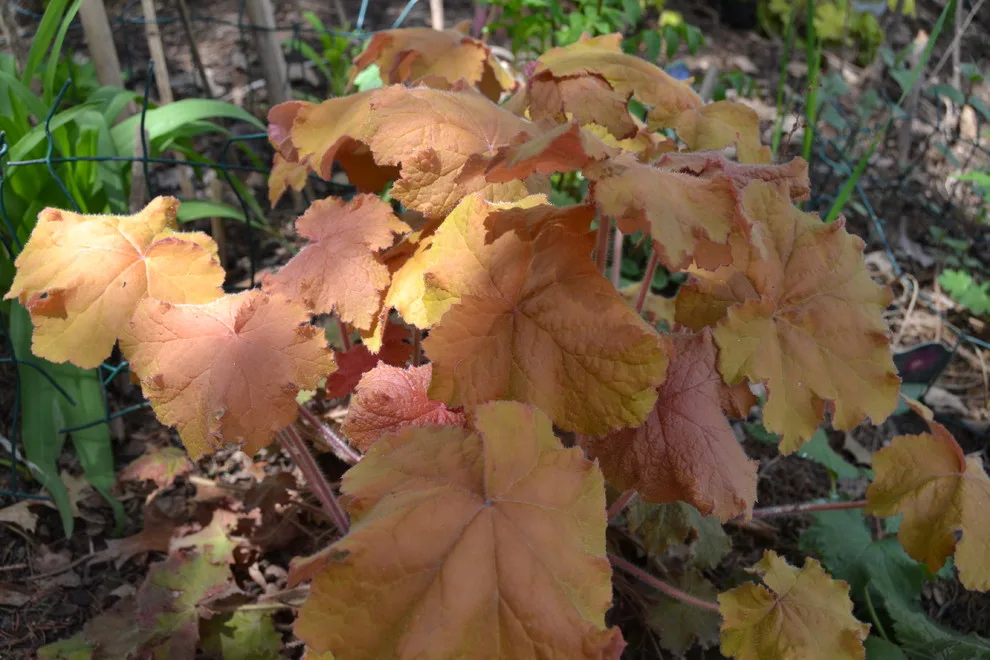 Woodland or Shade Garden DIY by Art & Architecture Inc - Photo 16