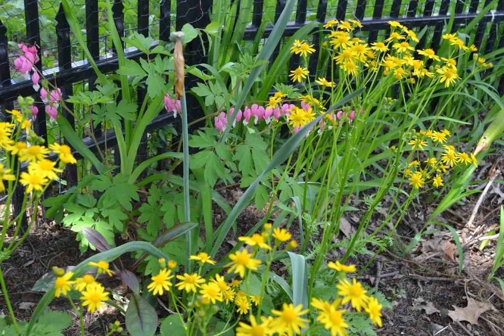 Woodland or Shade Garden DIY by Art & Architecture Inc - Photo 44