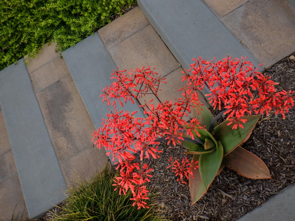 Sappanwood by Scarlett's Landscape, Inc. - Photo 30