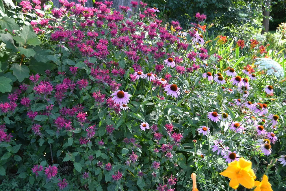 Home Gardening Do-It-Yourself by Art & Architecture Inc - Photo 2