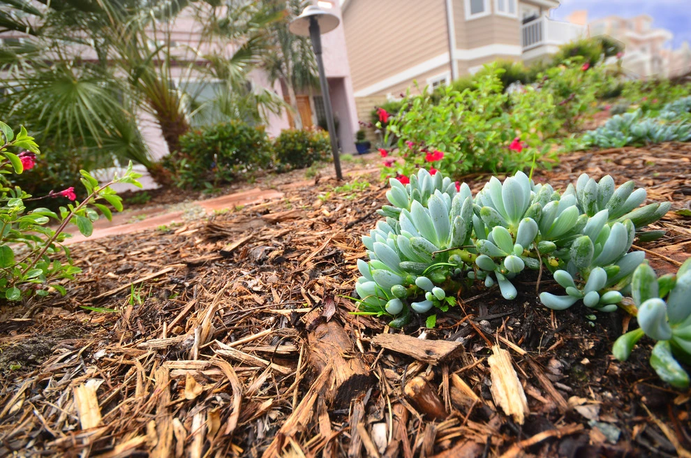 Oxnard Front Yard Refresh by Scarlett's Landscape, Inc. - Photo 6