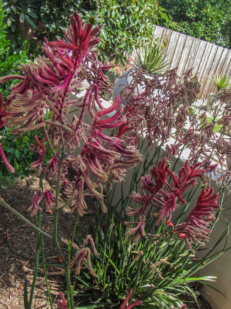 Dos Caminos by Scarlett's Landscape, Inc. - Photo 20