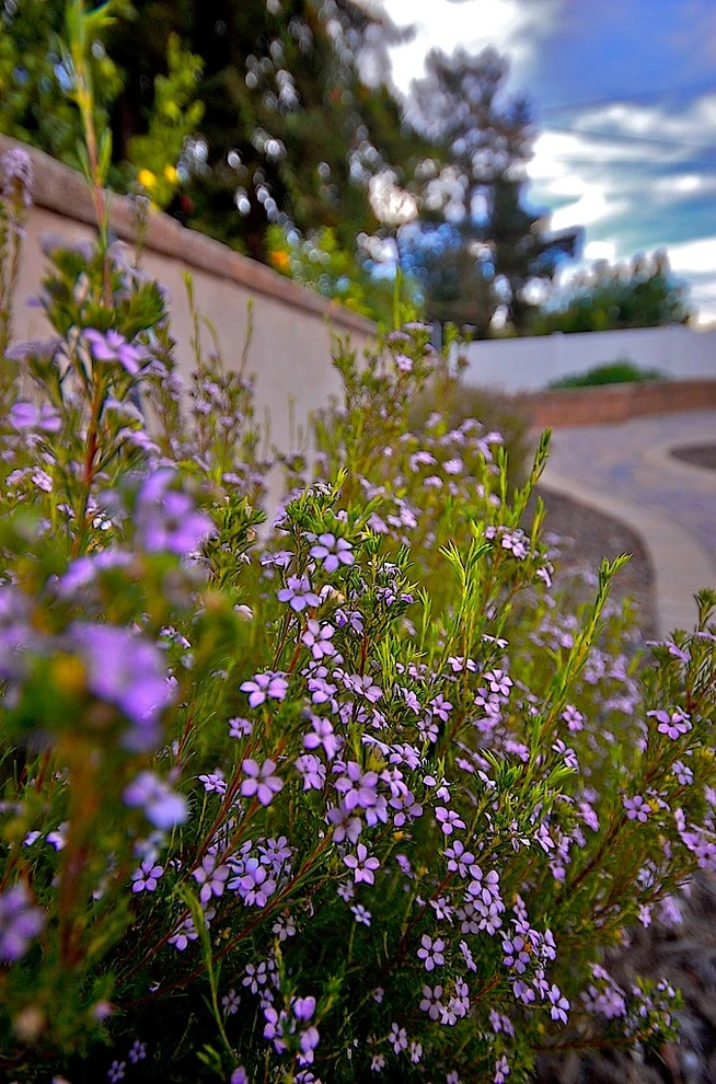 Ventura Ranch House Remodel by Scarlett's Landscape, Inc. - Photo 13