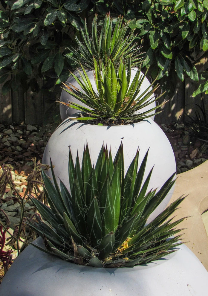 Dos Caminos by Scarlett's Landscape, Inc. - Photo 21