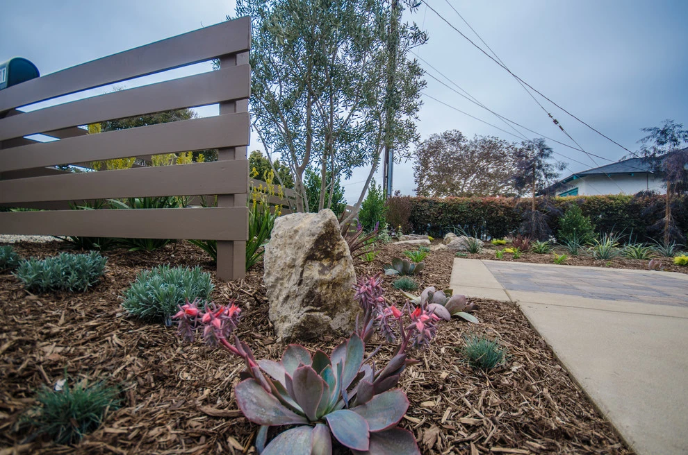 Carpinteria Modern Front Yard Upgrade by Scarlett's Landscape, Inc. - Photo 16